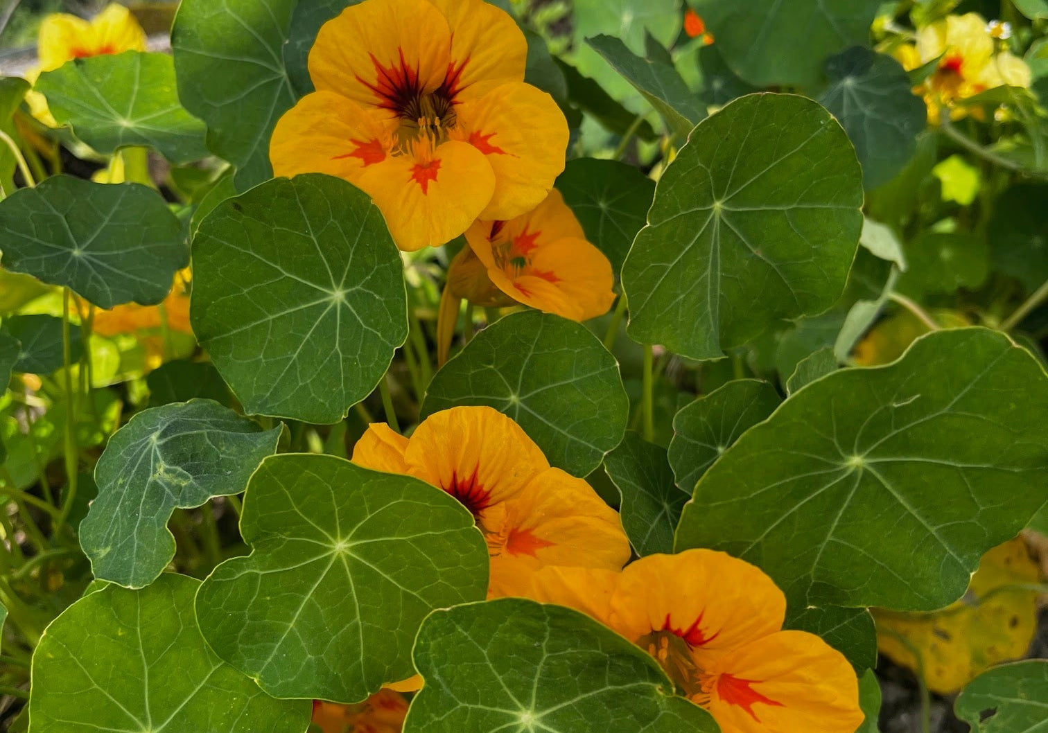 Die Heilkraft von Kräutern für dein Immunsystem