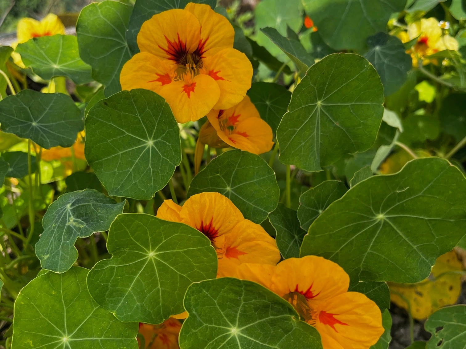 Die Heilkraft von Kräutern für dein Immunsystem