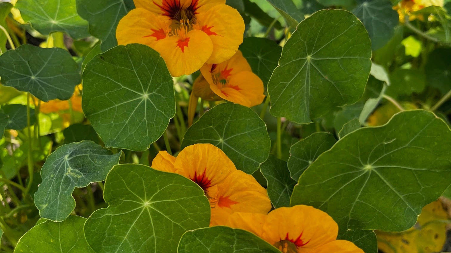 Die Heilkraft von Kräutern für dein Immunsystem